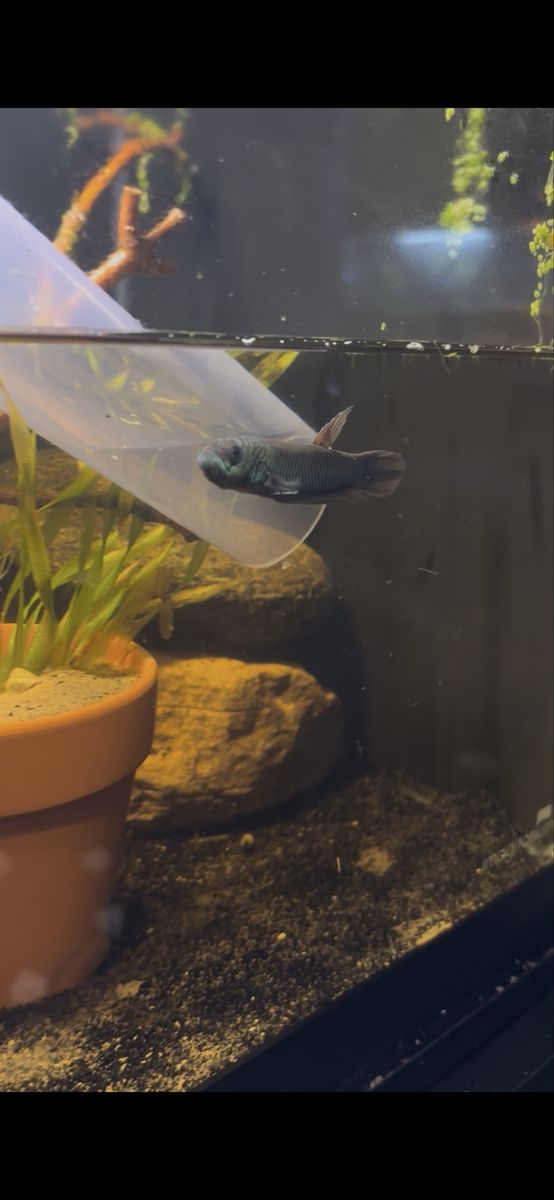 antuta betta