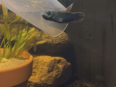 antuta betta