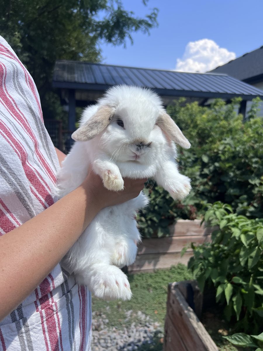 Mini Holland Lop Female