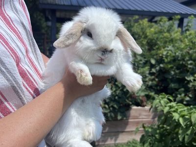 Mini Holland Lop Female