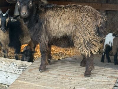 Nigerian Dwarf Stud Goat
