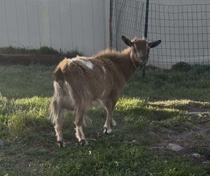 Nigerian Dwarf Goats - Friendly, Dairy
