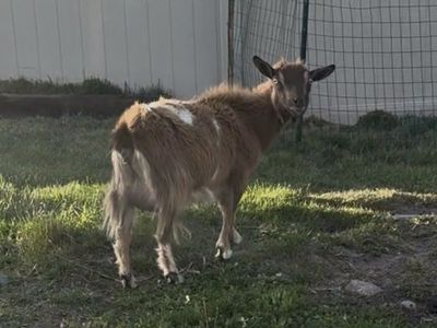 Nigerian Dwarf Goats - Friendly, Dairy