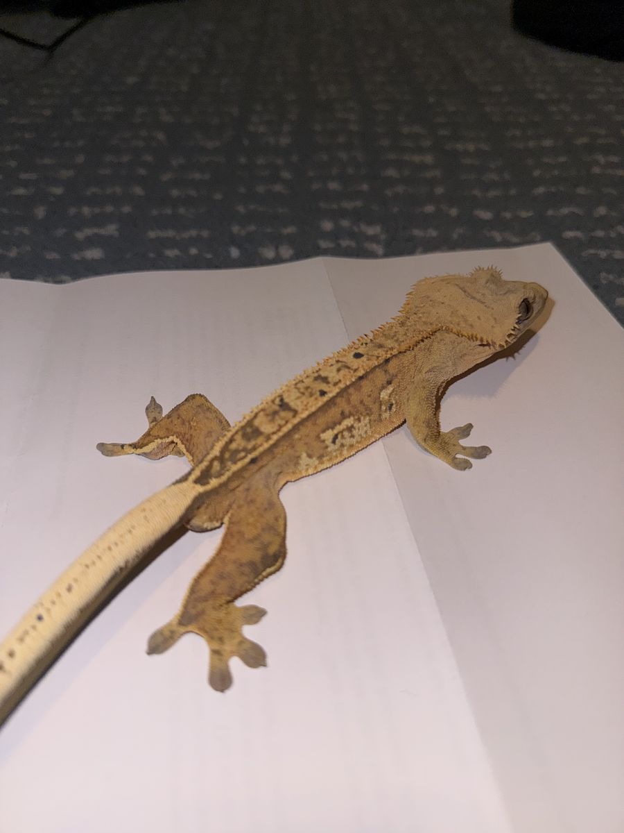 Cream/Yellow Harlequin Partial Pinstripe Crested Gecko
