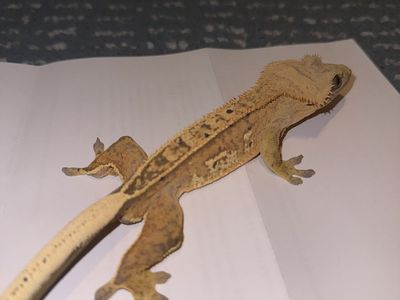 Cream/Yellow Harlequin Partial Pinstripe Crested Gecko