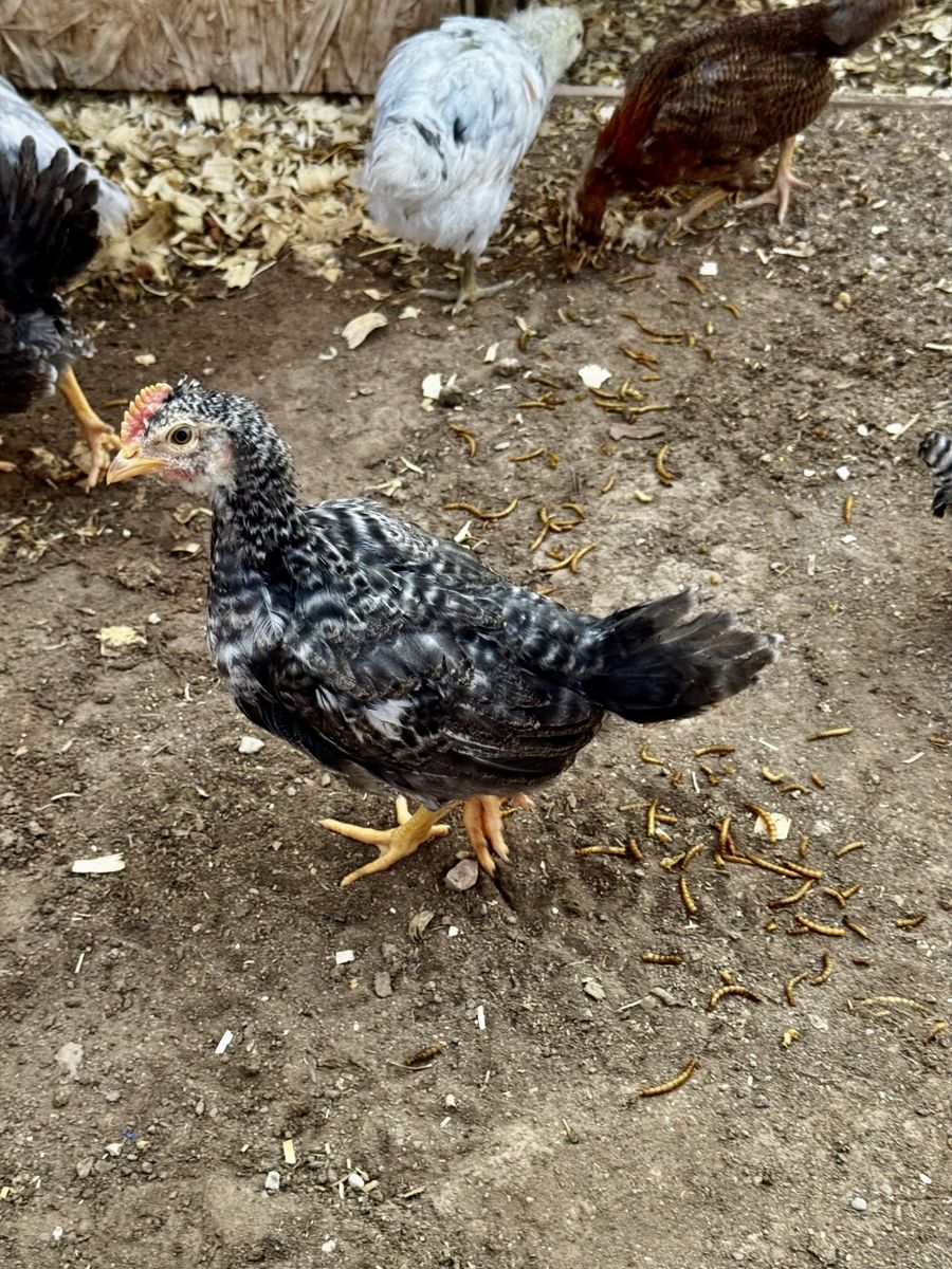 Baby Roos looking for new coop.