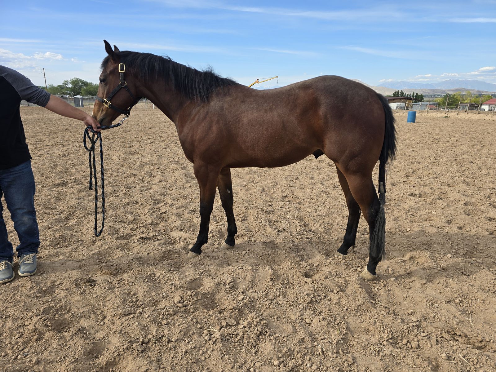 2yr old Performance prospect