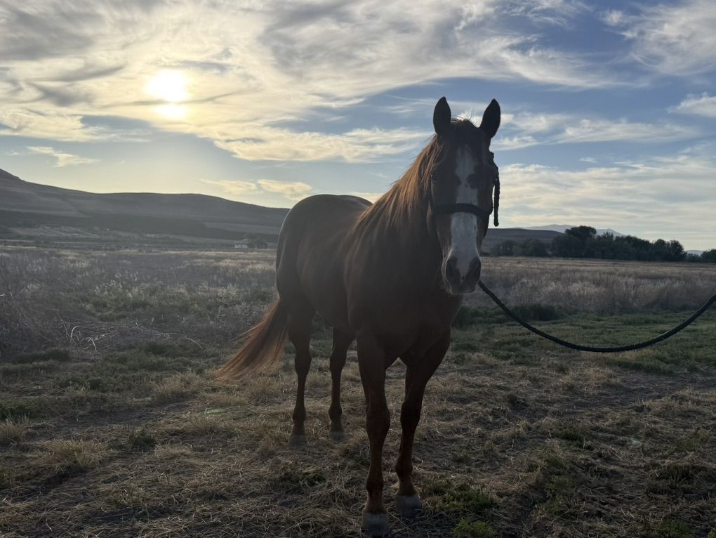 Joker 13 Year Old Grade heel Horse