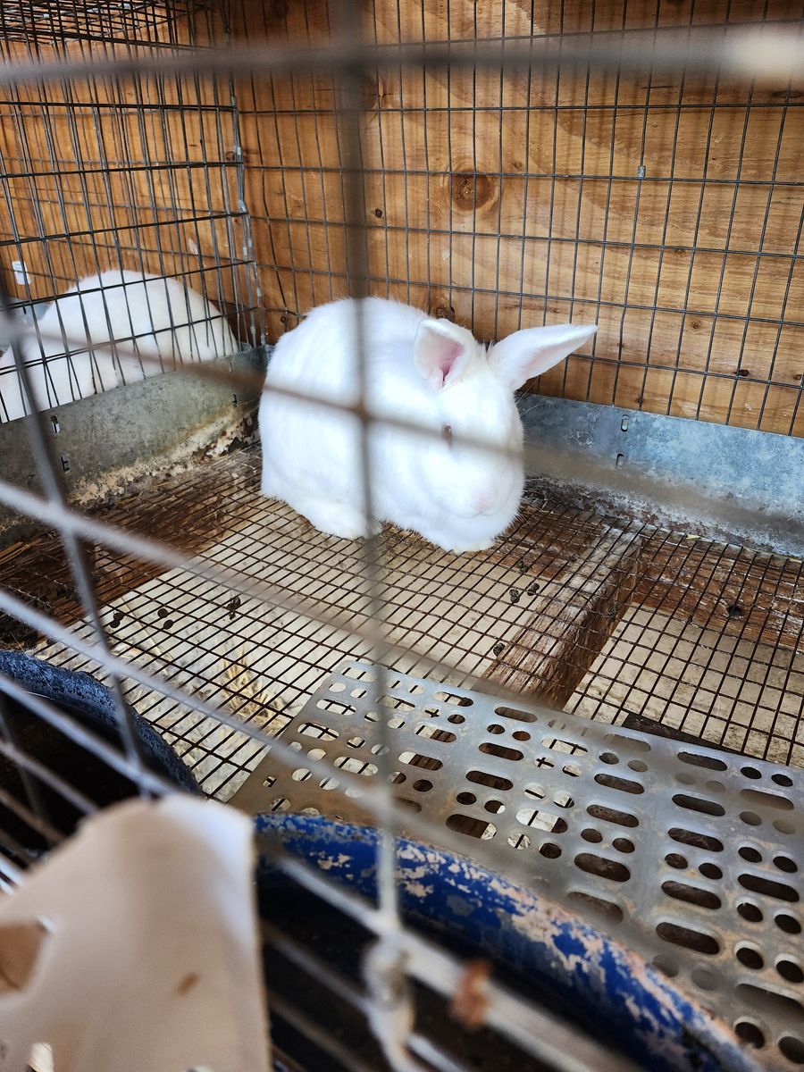 New zealand rabbits