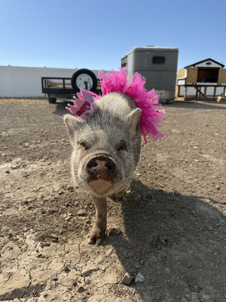 Julianna mini pig 