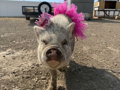 Julianna mini pig