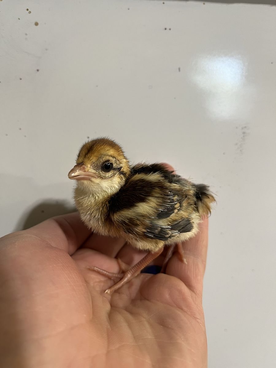 Silver Pheasant Chick