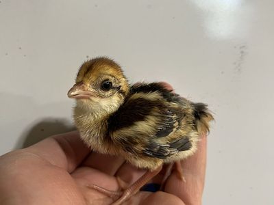 Silver Pheasant Chick