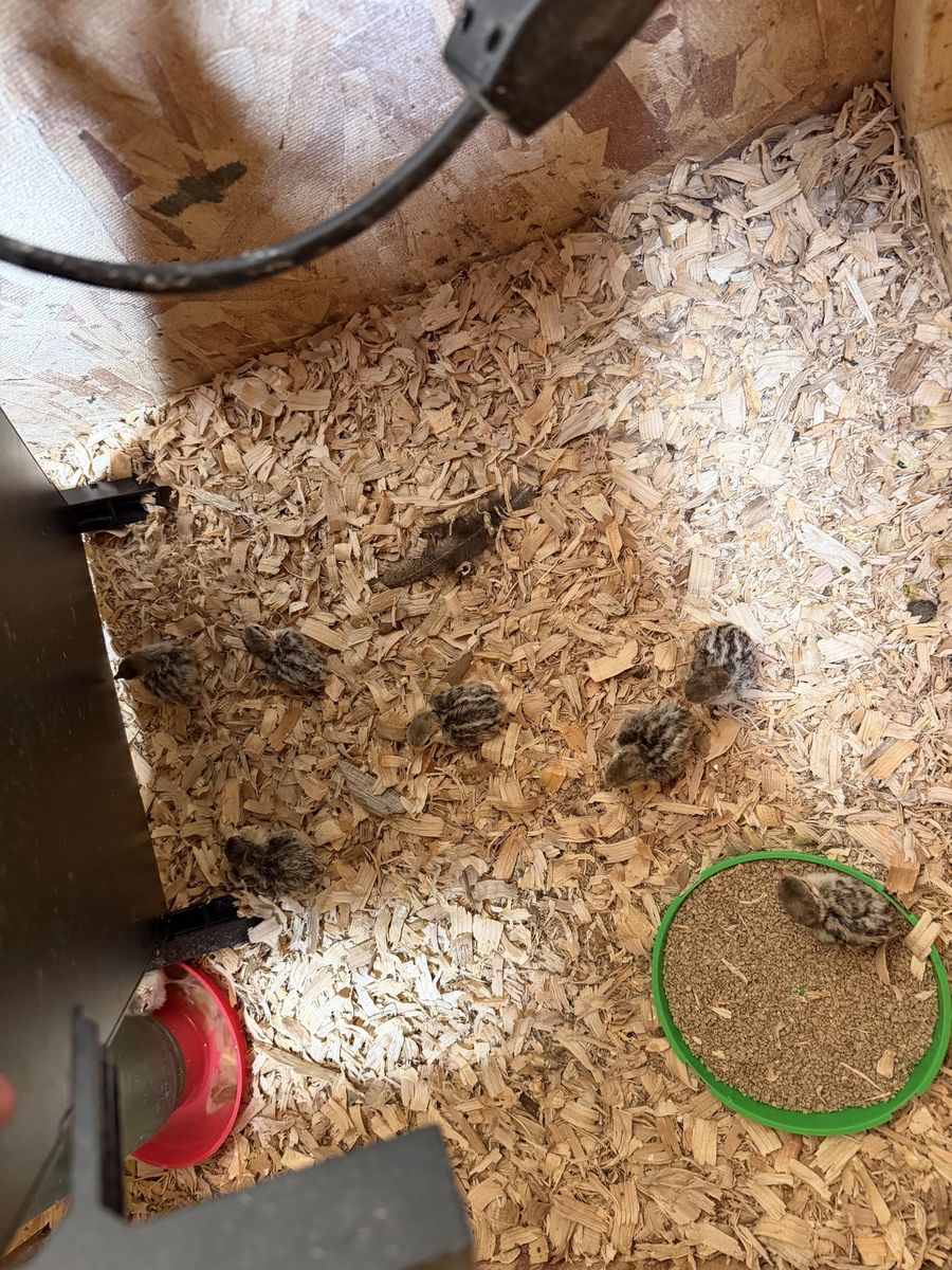 Chukar Chicks (Sale)