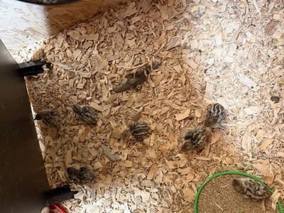 Chukar Chicks (Sale)