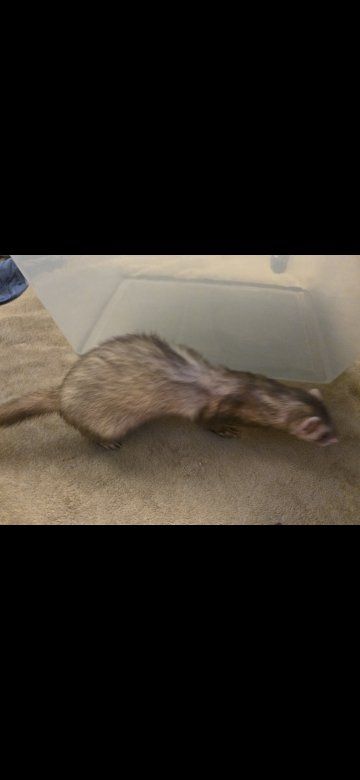 ferret and large cage