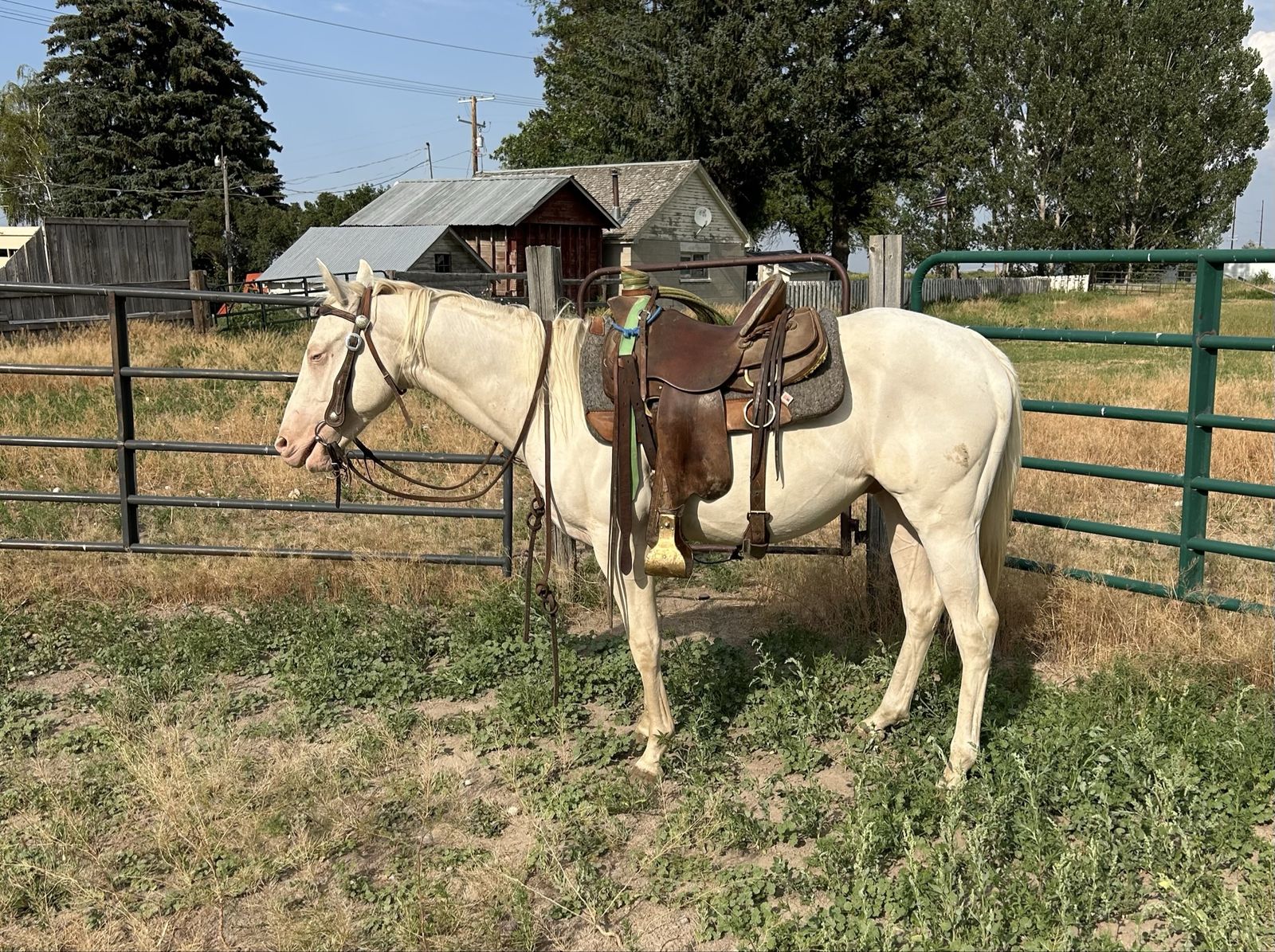 2 year old AQHA gelding