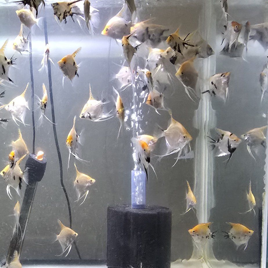 Angel fish 2-3" - $2.00