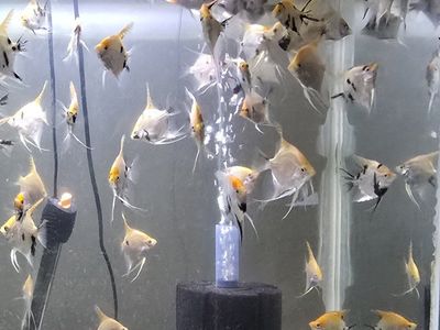 Angel fish 2-3" - $2.00