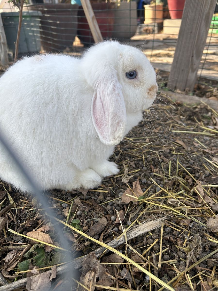 Holland lop doe