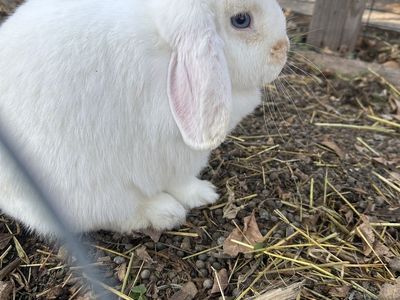 Holland lop doe