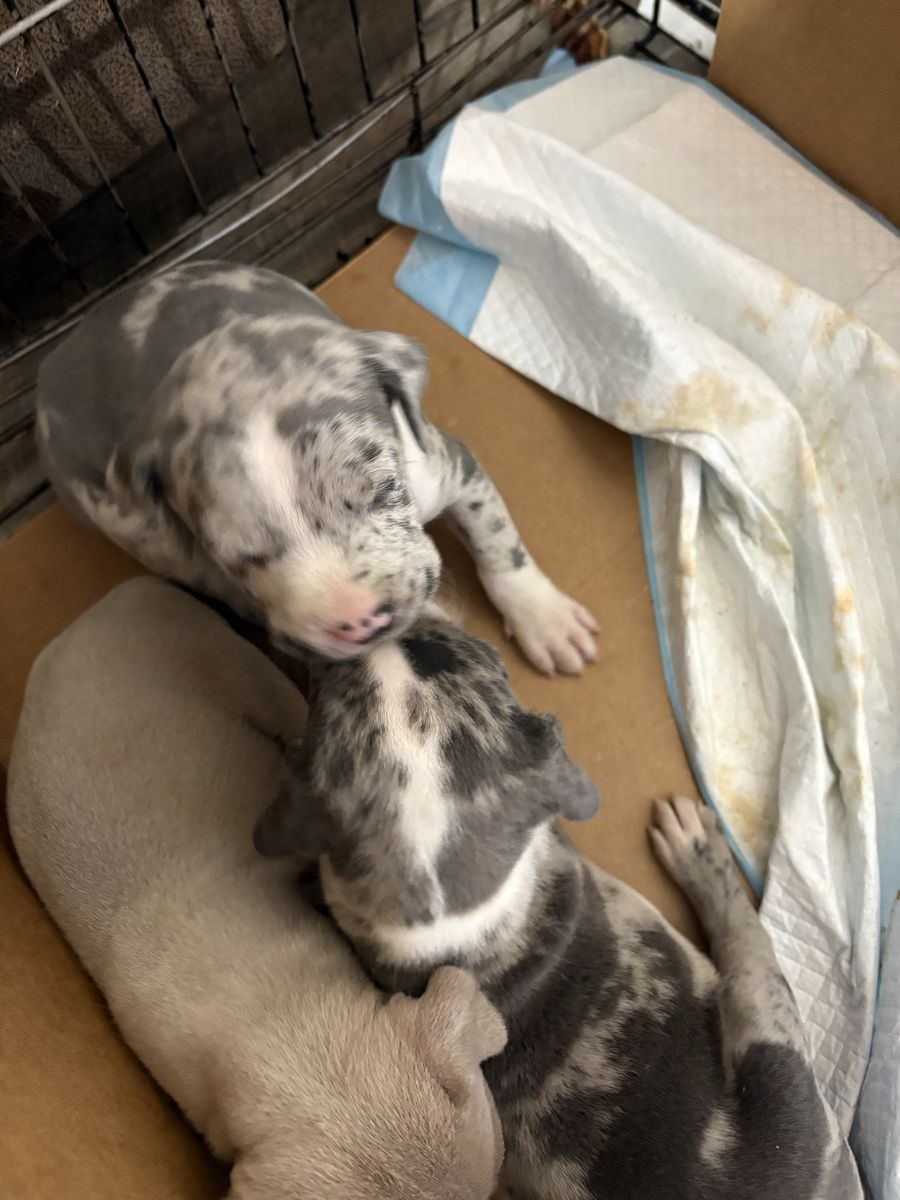 puppies