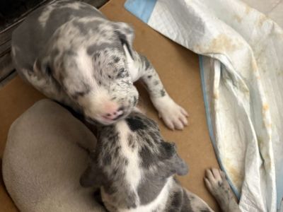 puppies