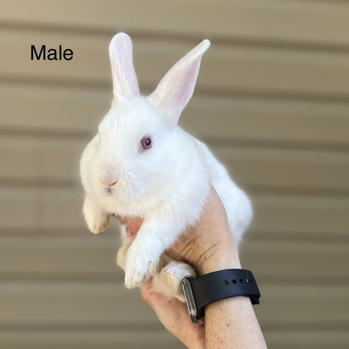 Lionhead Mix Bunnies