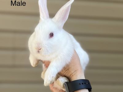 Lionhead Mix Bunnies