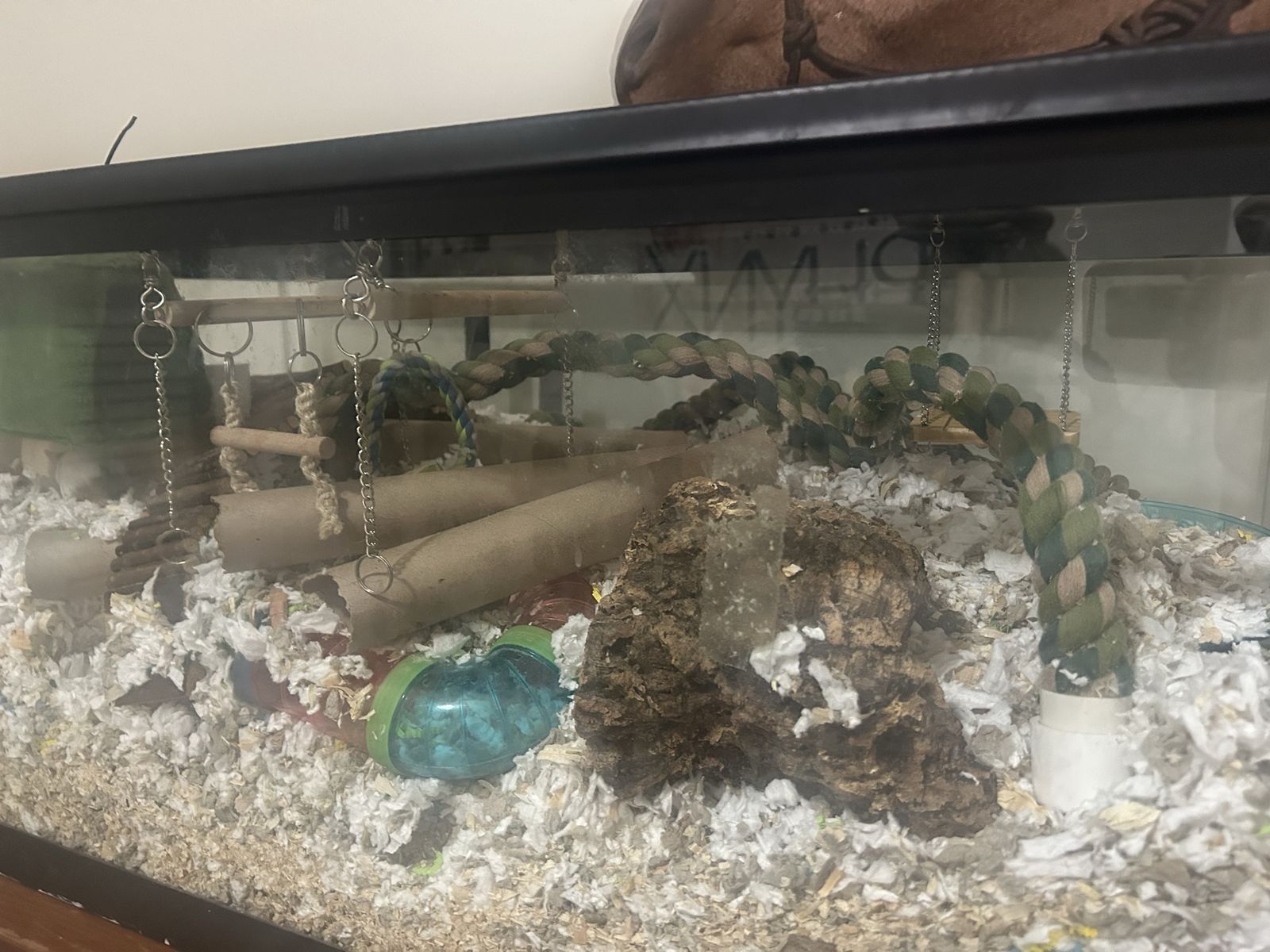Pet mice with everything you need!