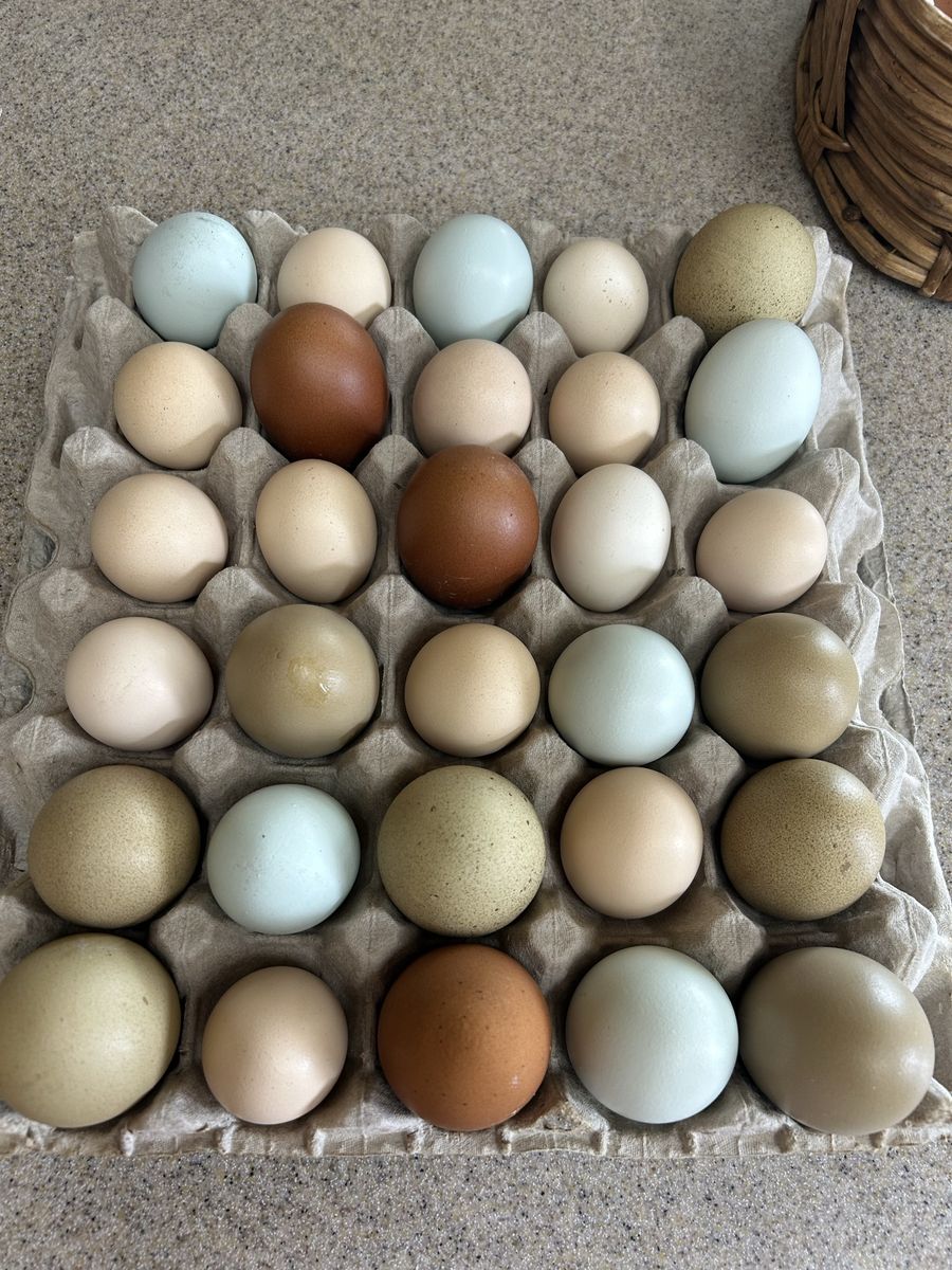 Fresh Eggs, unwashed or washed