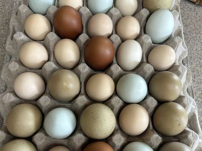 Fresh Eggs, unwashed or washed