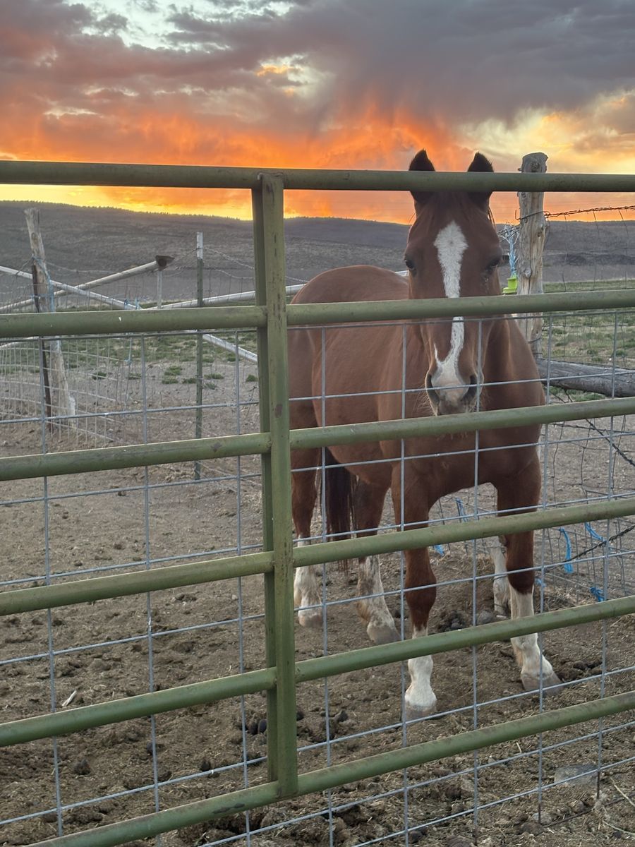 26yo Red Mare
