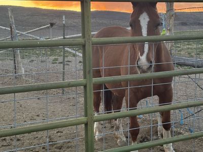 26yo Red Mare