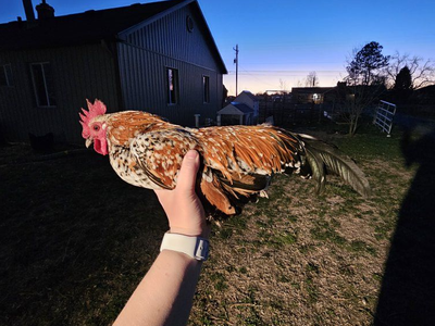 Bantam Breeding trio