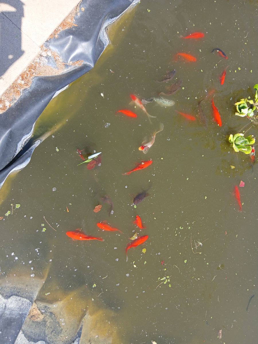 Pond fish for sale
