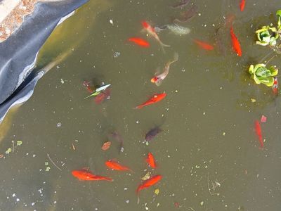 Pond fish for sale