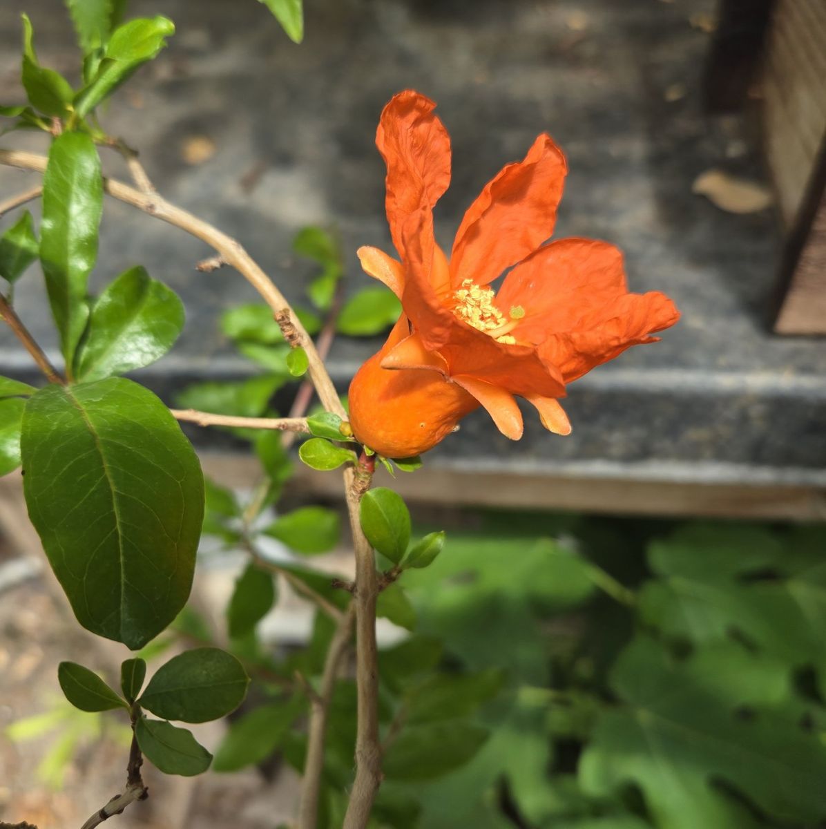 Dwarf Pomegranate