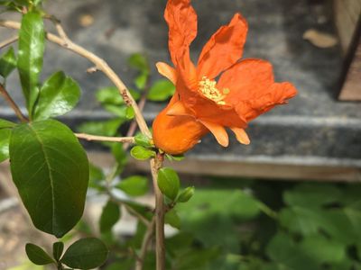 Dwarf Pomegranate