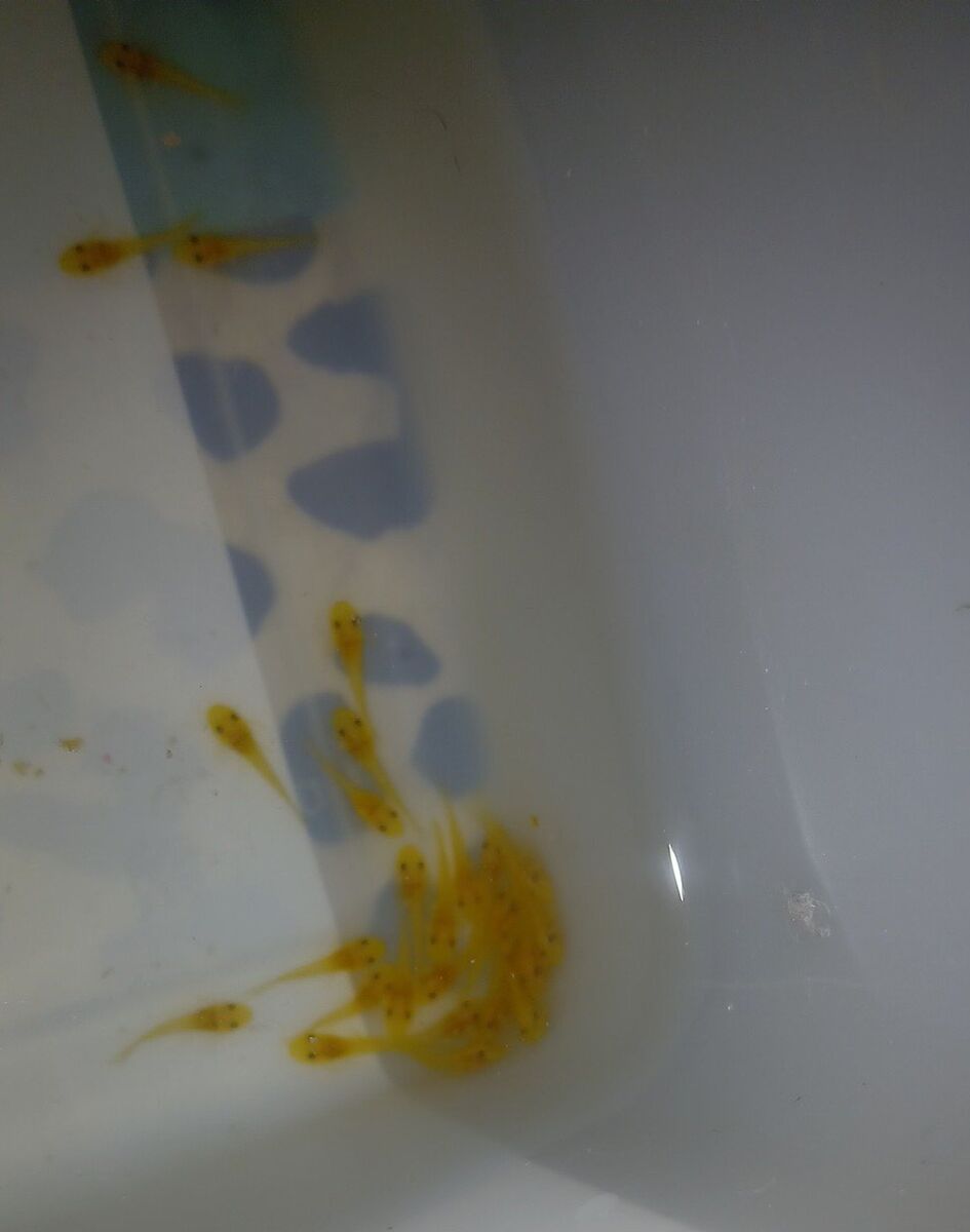 baby blue eyed lemon bristlenose plecos