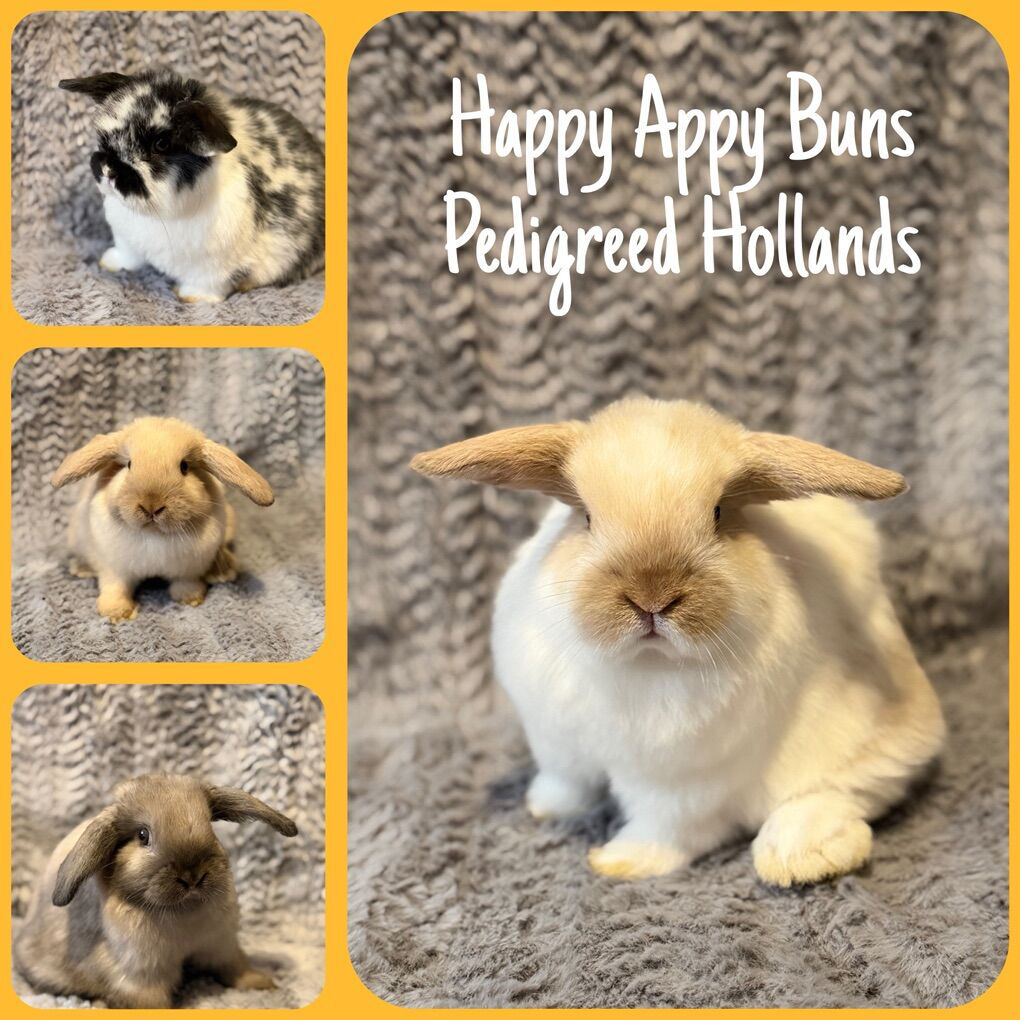 Purebred Holland Lop Bunnies