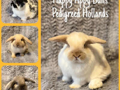 Purebred Holland Lop Bunnies