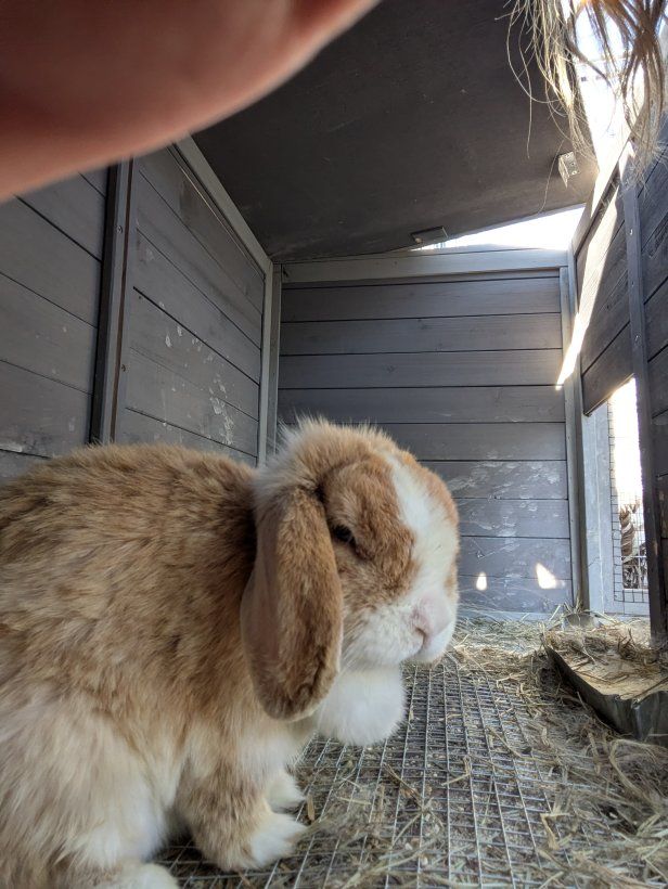 Holland Lop Doe