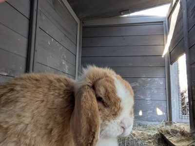 Holland Lop Doe