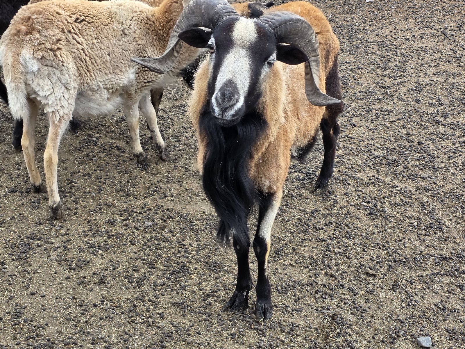 Barbados Blackbelly Hairsheep ram