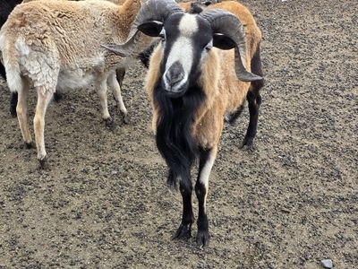 Barbados Blackbelly Hairsheep ram