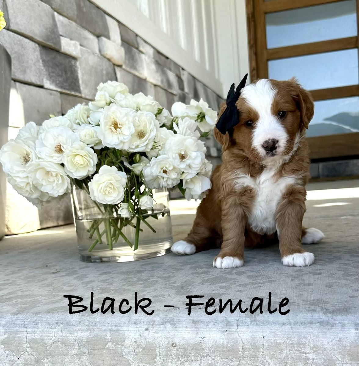 Ultra Bernedoodle Puppies!! Tri-color and Red and White Tuxedo