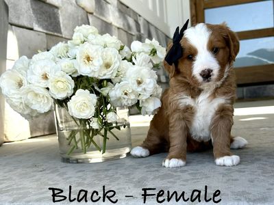 Ultra Bernedoodle Puppies!! Tri-color and Red and White Tuxedo