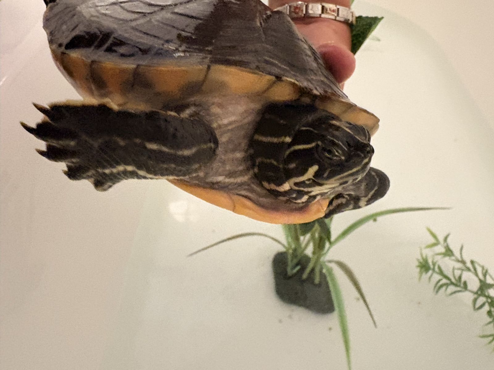 Pet Turtle