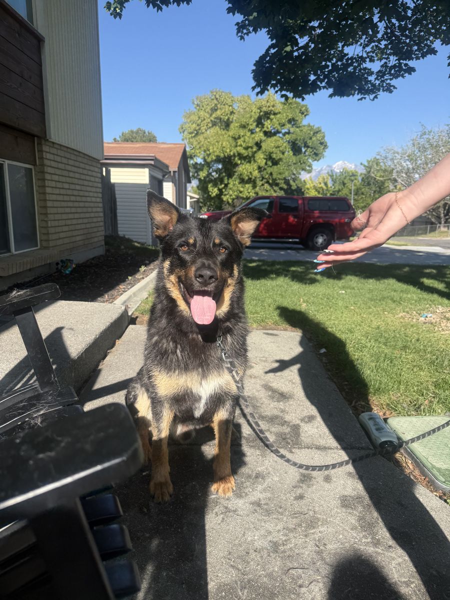 Male 3 year old German Shepard Mix